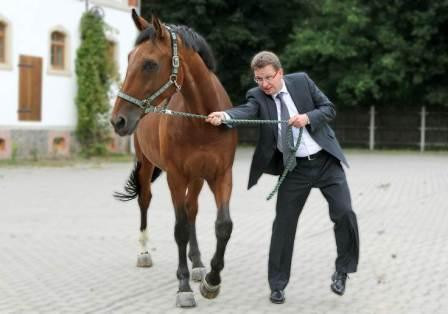 Pferdegestützte Trainings – wie sie die Konfliktkompetenzen von Führungskräften stärken können